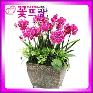 [전국배송]고급서양란 프리미엄44종/개업식.취임.승진.집들이.전시회/호접란/서양난전문/당일2시간 꽃배달