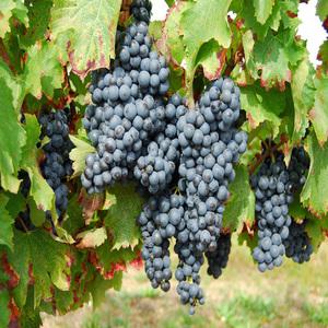 [나무의모든것]포도나무 삽목묘(샤인머스켓,캠벨,거봉,머루포도)