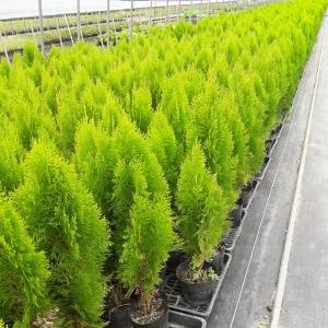 측백나무 황금측백 황금측백나무