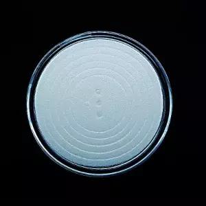 수집필수용품 스펀지 코인캡슐(낱개)