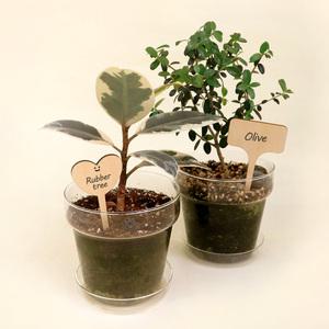 식물이름표 베이직 우드 네임픽 5P/10P 세트 네임택