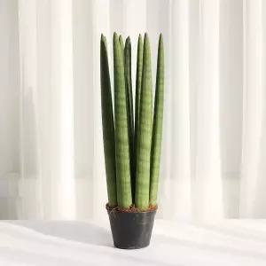 갑조네 스투키 방사형(대)