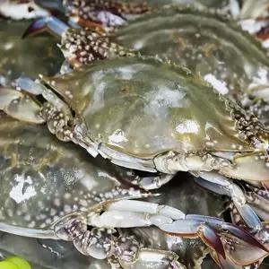 연평도 제철 숫꽃게 가을 제철 활꽃게 절단 급냉동 암꽃게 1kg 서해안 산지