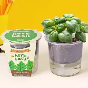 저면관수 식물키우기 - 파릇파릇 허브바질/원예세트