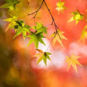 [충북농원] 단풍나무 묘목 - R1~R3/분묘