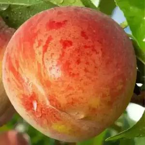 [충북농원] 신비 천도 복숭아나무 묘목 - 1년생/접목묘