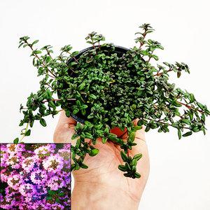 에덴플랜트 백리향 향기나는식물 야생화 노지월동 허브 정원 화단꾸미기 베란다정원