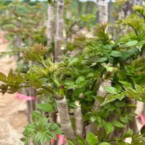직접키운 두릅나무 가시없는 엄나무 약용수 묘목