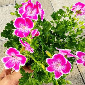 에덴플랜트 랜디 제라늄 엔젤핑크 핫핑크 지름10cm포트 꽃식물 엔젤아이즈 리갈제라늄 야생화 사계절꽃