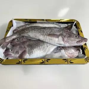 국내산 생물 통대구 2kg 매운탕