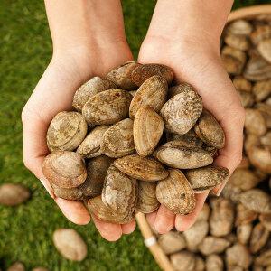 제철 캠핑조개 바지락찜 바지락 대 5kg