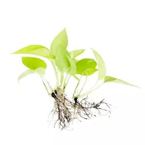 글라스가든 뿌리 세척 야광 형광 스킨답서스 모종 관엽식물 수경재배 수생 식중 실내공기정화식물 3뿌리