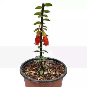 히말라야등불 아가페테스 세르펜스 진달래과 반덩굴성관목 야생화 식물키우기