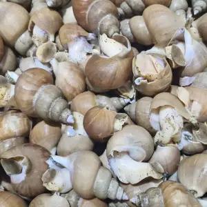 국내산 당일바리 백고동 백골뱅이 1kg 대