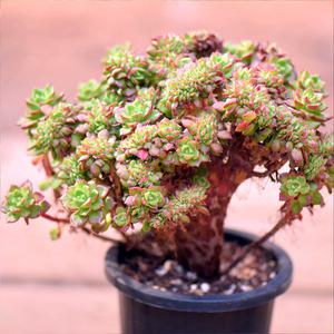 레티지아철화 다육이 키우기 쉬운 실내 식물 예쁜 색감 인테리어 소품 개업 집들이 선물 대품1-13