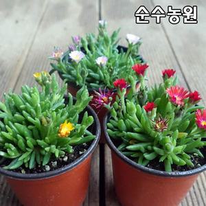 미니송엽국 10cm포트 3개/사철채송화/꽃모종/야생화/여러계절