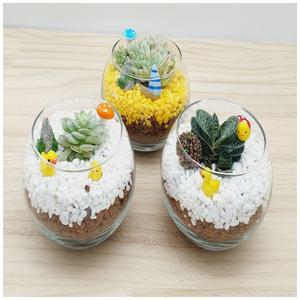 [라온에듀케이션] 식물을 이용한 가습기테라리움(다육이)1인