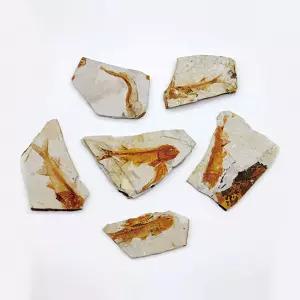 물고기화석 (실물)