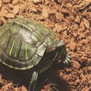 신라PICK 습지 생물 바닥재 파충류용품