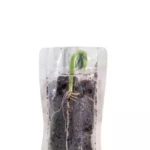 강낭콩 키우기 관찰 키트 4인 세트 식물의 씨앗 기르기 뿌리 성장 관찰용 투명 지퍼백 식물 교육 심기 생명