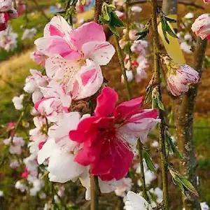 수양삼색도화나무 묘목 접목1년 뿌리5개/수양꽃복숭아(삼색꽃)