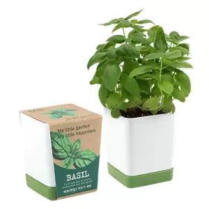 투톤사각화분_허브(바질)/미니 화분 텃밭 다육 식물키우기 다육이화분 미니화분 식물재배기 다육이 새싹키