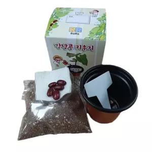 국산 강낭콩 키우기 기르기 식물 관찰 (개별 상자 포장) 과학 실험 키트 교구 도구 만들기