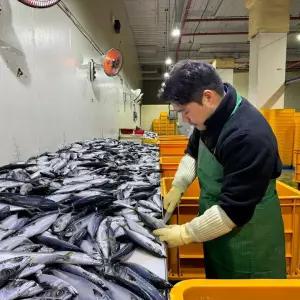 부산 대짜 자반고등어 10마리 3.4kg내외