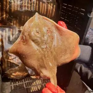 자연산 생물 간재미 회 무침 찜 횟감용 간자미 갱개미 1kg