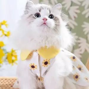 소형견 카라 해바라기 패턴 원피스 애견의류 bdF2+6pcs