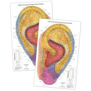 궁극의 오리쿨 레퍼런스 카드 방수 양면 이어 포인트 및 노지어 주파수 영역 침술 웰니스용 내구성 8 5x14 차트