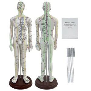 인간 침술 포인트 모델 1/3 스케일 인형 21 3인치 /54cm 마네킹 영어 학생 및 가를 위한 실습 남성