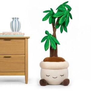 러스 온실 4피트 높이의 머니 트리 후리스 - 울트라소프트 공식 재즈웨어 3세+