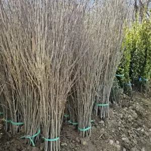 3년생 무궁화 묘목 10주 키1.0m이상 수목 조경수 준공수