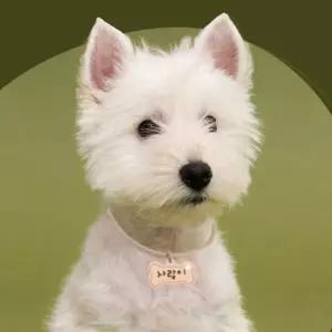 애견 가죽 뼈다귀 인식표 면목걸이 대형 1P 이름표 bbx9+6RkP