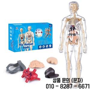 14세 이상용 인체 모형 완전 투명한 신체 해부학 피규어 3D 키트 탈부착 가능한 장기와 뼈 STEM 장난감 야