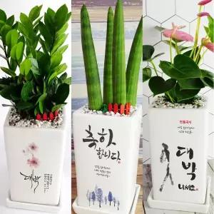 화분이야기 개업화분 축하 문구 꽃배달 선물 카페 식당 사무실 오픈 화환