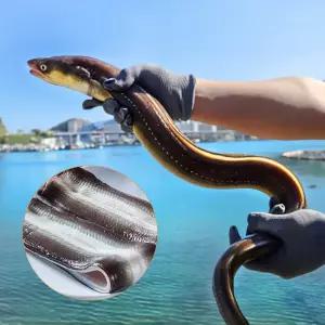 통영 바다장어 1KG 손질후 800g 아나고 아나고회 붕장어 장어구이 손질장어