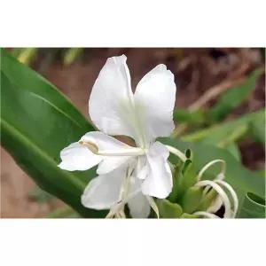 퓨어스 진저릴리아로마오일 ml 50