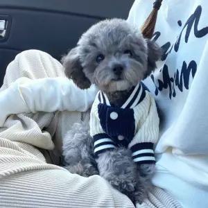 강아지 수면 실내복 겨울 조끼 애견가디건 잠옷 옷 기모