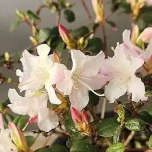 히가게만병초 봄꽃 상록관목 그늘식물 고급조경수 반음지식물 B02