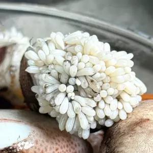 활 주꾸미 500g~1kg 암수랜덤/알배기 선별