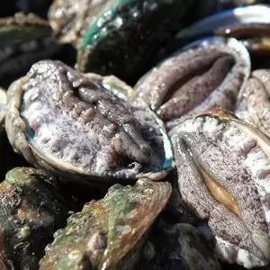 [완도천재진전복] 완도 활전복 대왕특대 140g×10마리