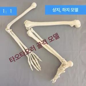 해골 바가지 소품 할로윈 무서운 유령의집 실제사이즈