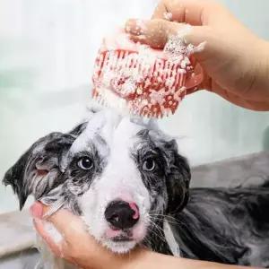 [에이치플러스몰]SPS 반려동물 간편 샴푸 브러쉬 강아지 고양이 목욕빗 고양이솔