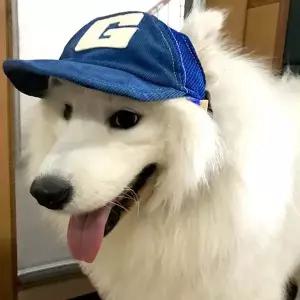 [에이치플러스몰]SPS 강아지 반려견 통풍 패션 매쉬 산책 귀염 캡모자 작은개모자