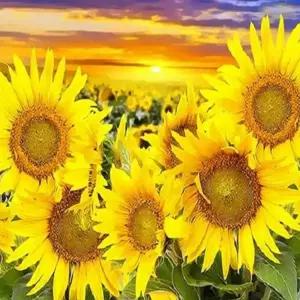 태백 피포페인팅 Q3263 해바라기꽃밭 액자 DIY명화그