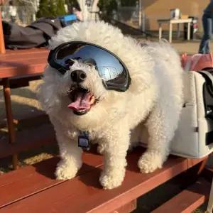 강아지 고글 선글라스 블랙