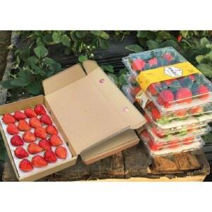 딸기 포장 난좌 보호 100개 충전재 완충재 상자 10칸 플라스틱 완충 대용량