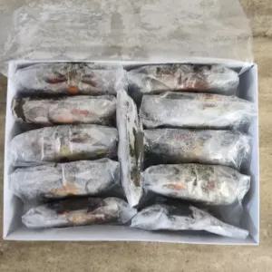 소프트쉘크랩 (껍질얇은 톱날꽃게, 푸팟퐁커리 머드크랩) 대 7-9미